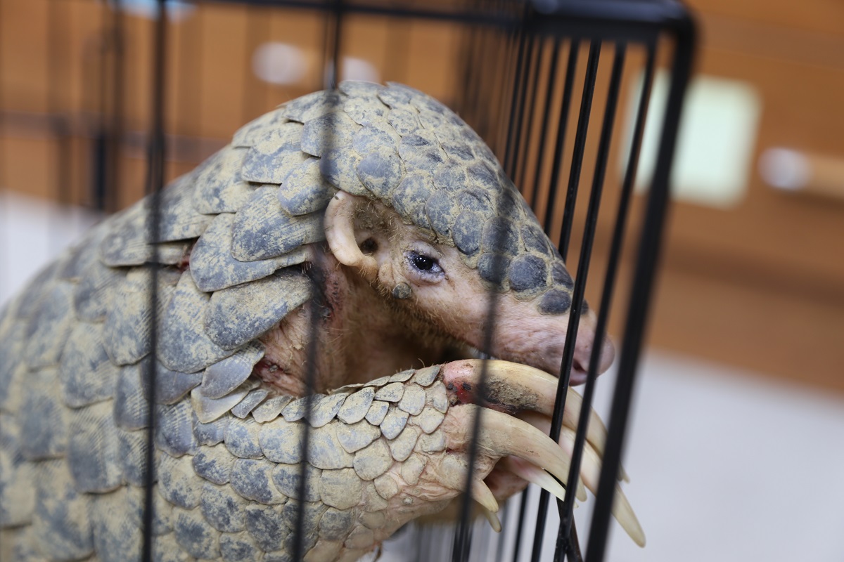 它比大熊貓還珍貴，卻在2年被獵殺到極度瀕危｜美通社頭條