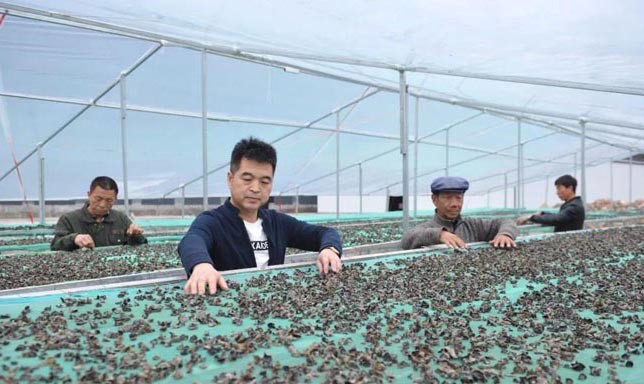 甘肅禮縣杜小軍退伍不退軍人本色，做“鄉(xiāng)村振興”戰(zhàn)略的踐行者